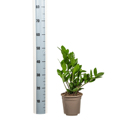 Glücksfeder – Zamioculcas Zamiifolia – Zimmerpflanze – Ø17cm – ↕40–50cm – Pflegeleicht & robust – Ideal für Büro & Wohnzimmer 