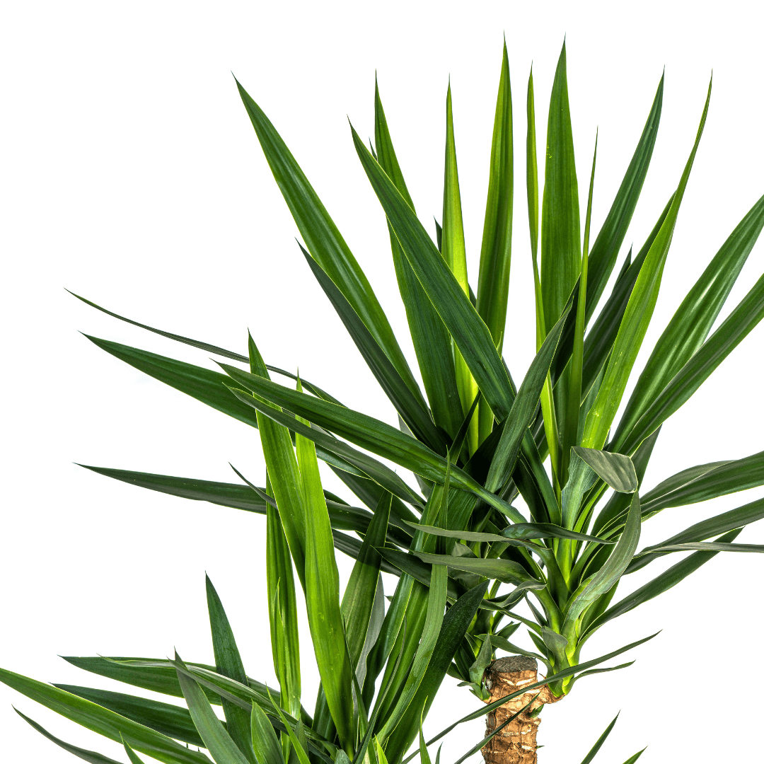 Yucca Elephantipes Verzweigt mit Korb Ø24cm - ↕80-100cm 