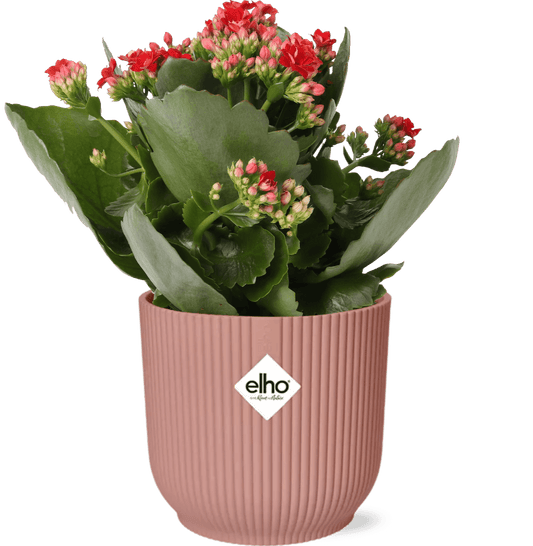 Flammendes Käthchen – Kalanchoe Rosalina Don Justino Rot – Zimmerpflanze mit roten, gefüllten Blüten – Inklusive Vibes Fold Topf Rosa 14 cm – Pflegeleicht & sukkulent – Für helle Innenräume 