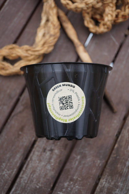 Bio-Pflanztopf 6cm plastikfrei – Kompostierbarer Anzuchttopf aus nachwachsenden Rohstoffen – Für Kräuter, Gemüse & Jungpflanzen – Mini TOPFI hellbraun 