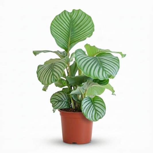 Korbmarante Calathea orbifolia Elegante Zimmerpflanze mit silbrig Ø21cm
