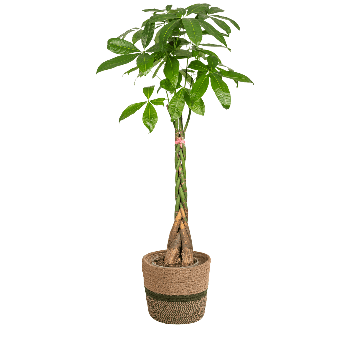 Pachira Aquatica mit Korb Ø24cm - ↕120 - 140cm 