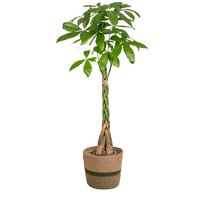 Pachira Aquatica mit Korb Ø24cm - ↕120 - 140cm 