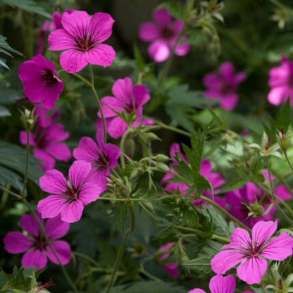 Geranium sanguineum Max Frei – 6 Pflanzen Ø9cm – Höhe 10-25cm – Karminrote Blütenstaude für sonnige Beete & Steingarten – Win