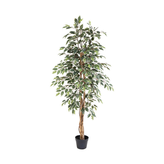 ARTIFICIAL Ficus benjamina variegata - 160cm 