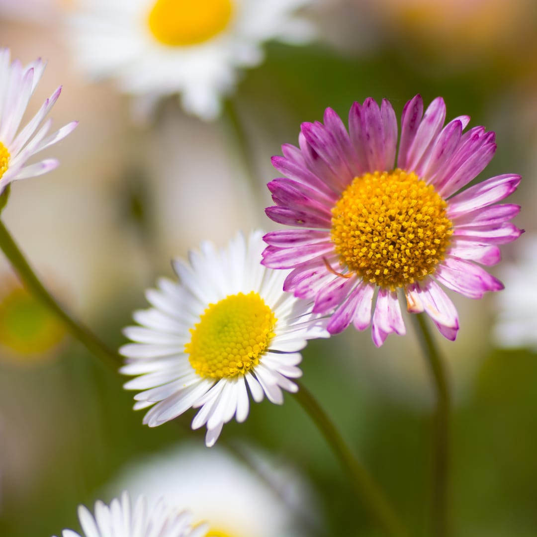 Gänseblümchen Erigeron karvinskianus – 6 Pflanzen – 10-25cm – Ø9cm – Langblühende Bodendecker Staude – Blühpflanze für Beet, 