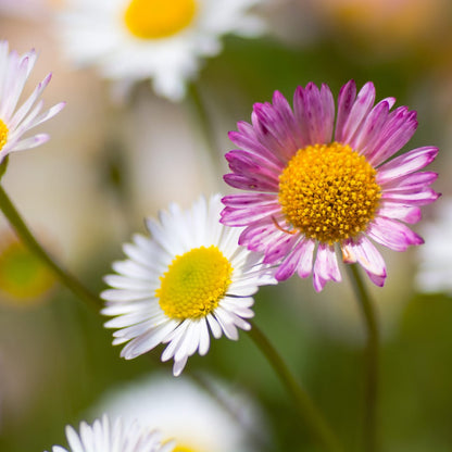 Gänseblümchen Erigeron karvinskianus – 6 Pflanzen – 10-25cm – Ø9cm – Langblühende Bodendecker Staude – Blühpflanze für Beet, 
