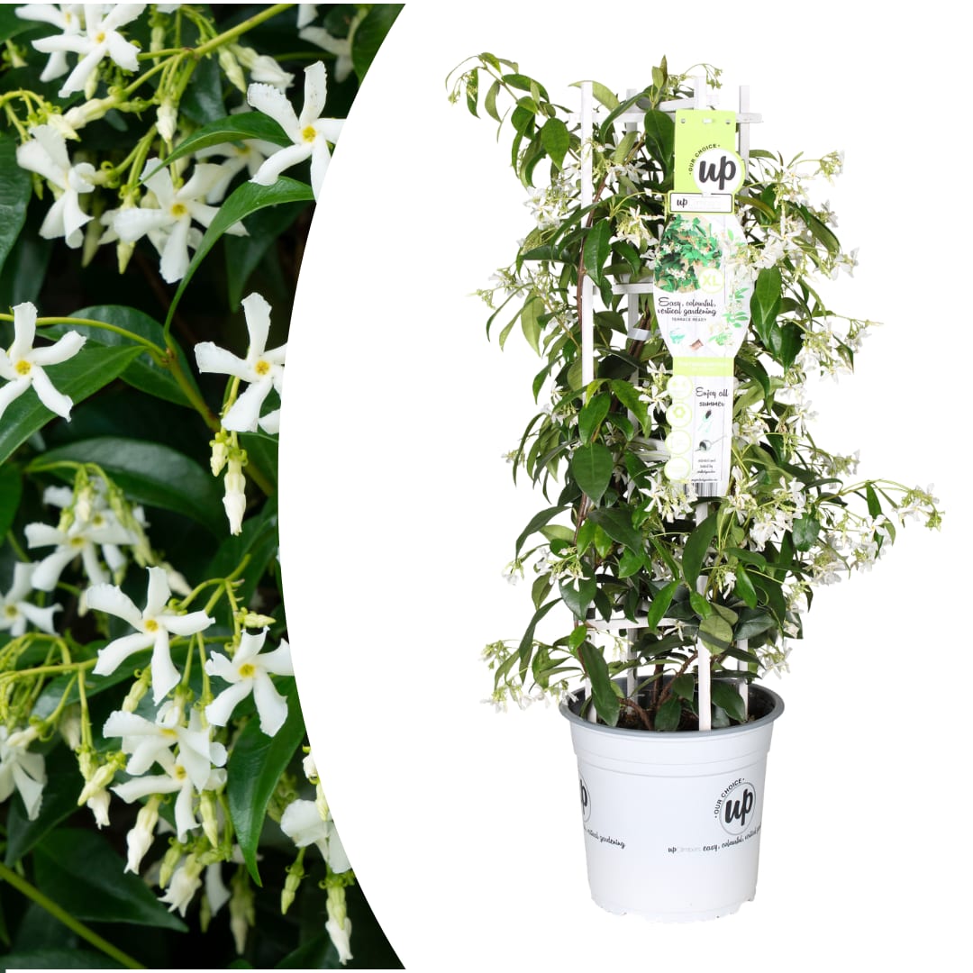 Trachelospermum jasminoides Star of Venice Ø23cm