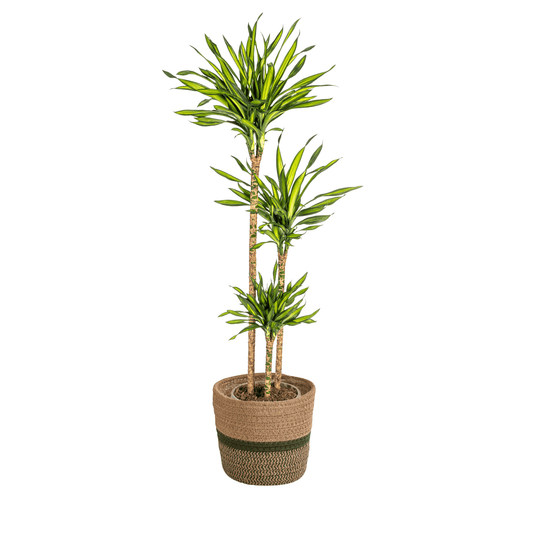 Dracaena Deremensis Rikki mit Korb Ø24cm - ↕130 - 150cm 