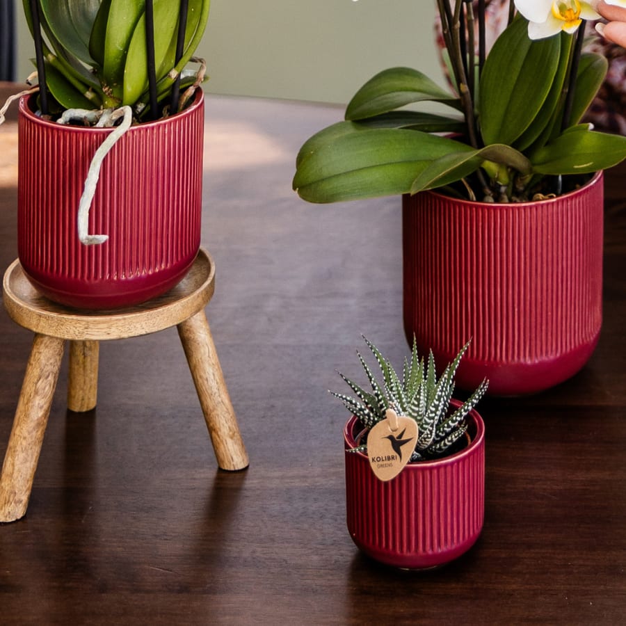Kolibri Orchids | Narbonne Niagara Falls Orchidee + Roter Flare-Übertopf – Topfgröße Ø12 cm | Blühende Zimmerpflanze – Frisch vom Züchter 