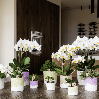 Kolibri Home | Bloom sierpot - Lila - Ø6cm 