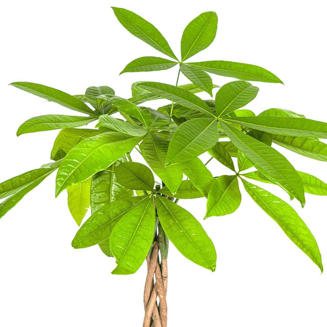 Glückskastanie Pachira Aquatica – Zimmerpflanze – Ø19cm – 70-90cm hoch – Geflochtener Stamm – Exotisch & pflegeleicht 