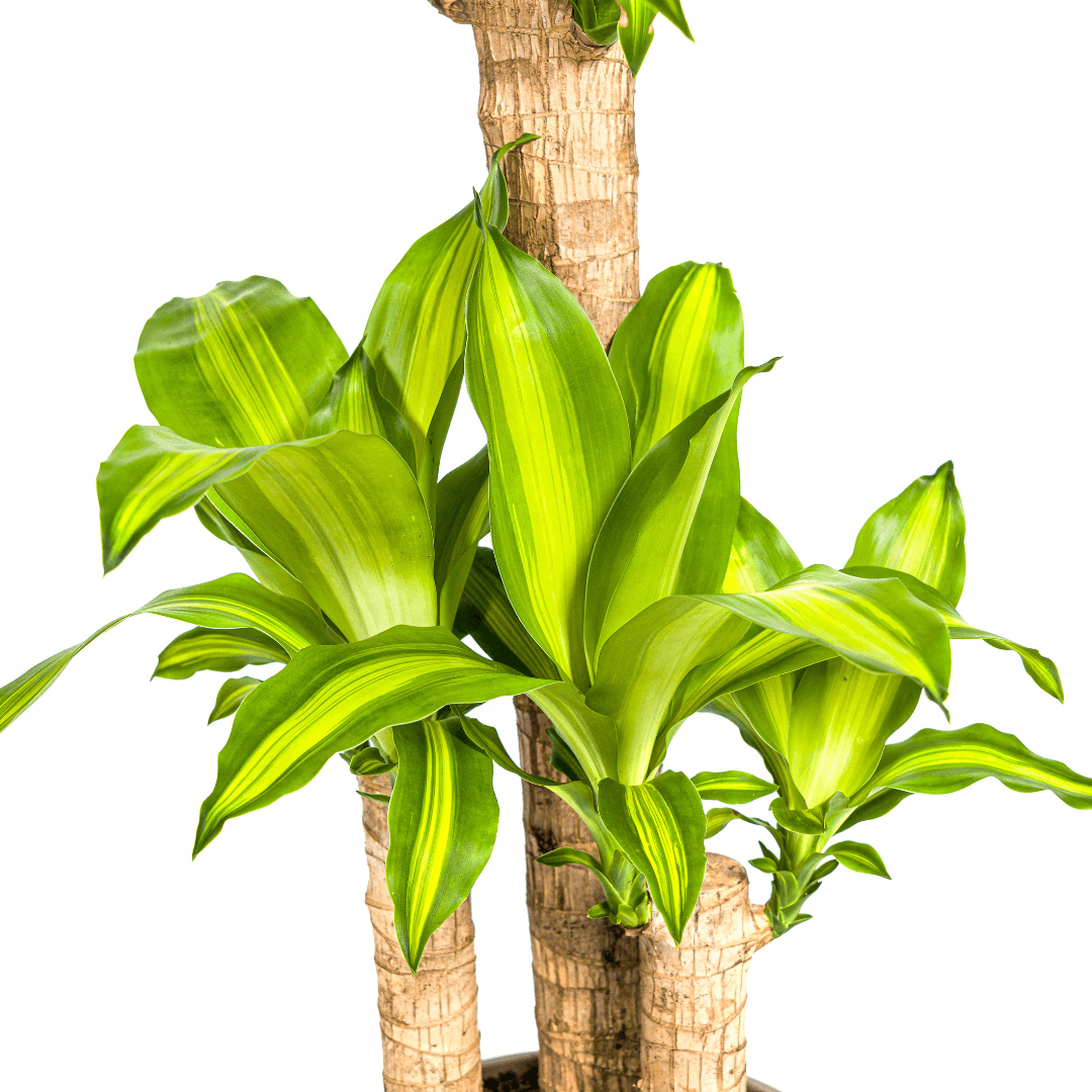 Dracaena Fragrans Massangeana met mand Ø21cm - ↕90 - 110cm 