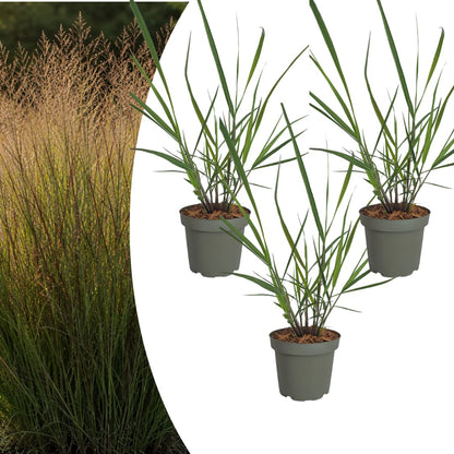 3x Rutenhirse Rotstrahlbusch – Panicum virgatum – Winterhartes Ziergras 12cm – Pflegeleichtes Gartengras mit roter Herbstfärb