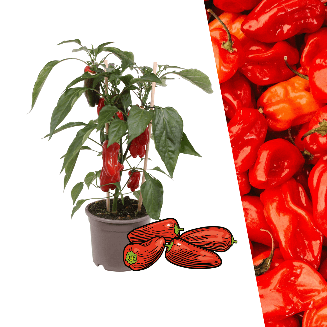 Rote Paprikapflanze - Snack Paprika - Ø14 cm - ↨45cm 