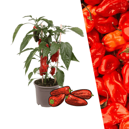 Rote Paprikapflanze - Snack Paprika - Ø14 cm - ↨45cm 