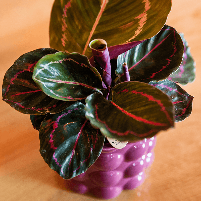 Kolibri Home | Cotton Shine Übertopf - Purple - Ø9cm 