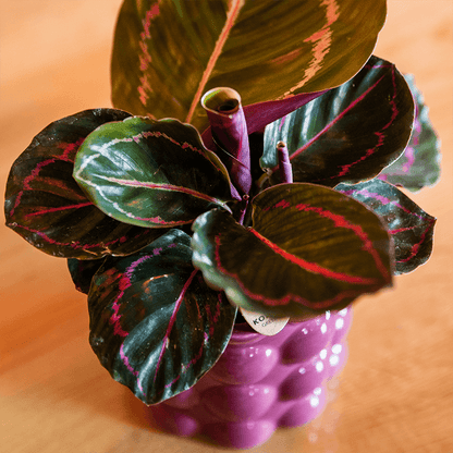 Kolibri Home | Cotton Shine Übertopf - Purple - Ø9cm 