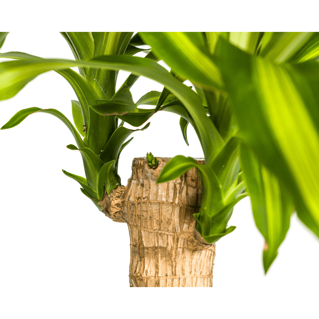 Drachenbaum – Dracaena Fragrans Massangeana – Zimmerpflanze – Tropisches Flair – Luftreinigend – Ø21cm – Höhe 90–110cm – Pflegeleicht 
