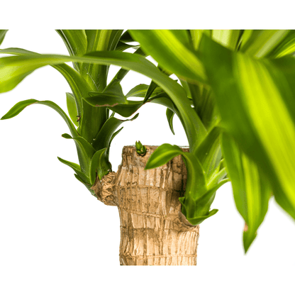 Drachenbaum – Dracaena Fragrans Massangeana – Zimmerpflanze – Tropisches Flair – Luftreinigend – Ø21cm – Höhe 90–110cm – Pflegeleicht 