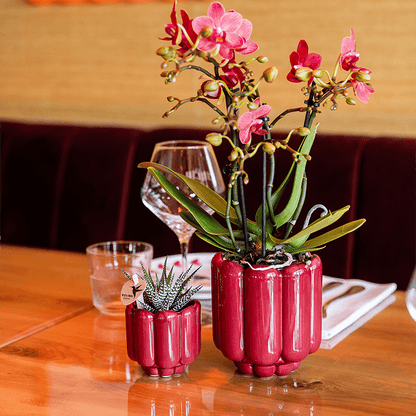 Kolibri Orchids | Rote Congo Orchidee + Retro roter Übertopf – Topfgröße Ø9cm | blühende Zimmerpflanze – frisch vom Züchter 