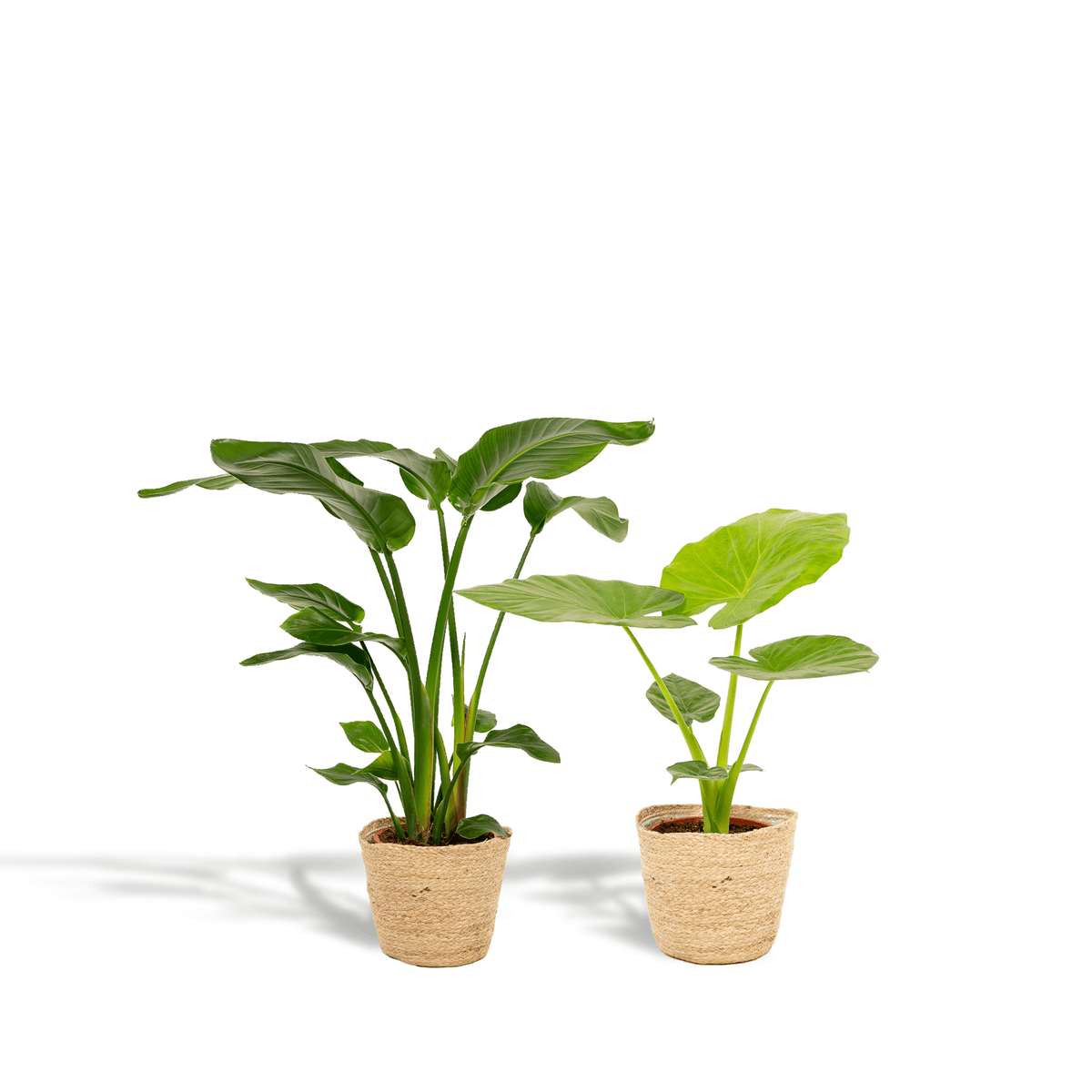 Baum-Strelitzie Strelitzia Nicolai + Alocasia Macrorrhiza + Seegras-Korb Selin – Zimmerpflanzen-Set – Ø19cm – Höhe 70-85cm – tropische & luftreinigende Pflanzen 