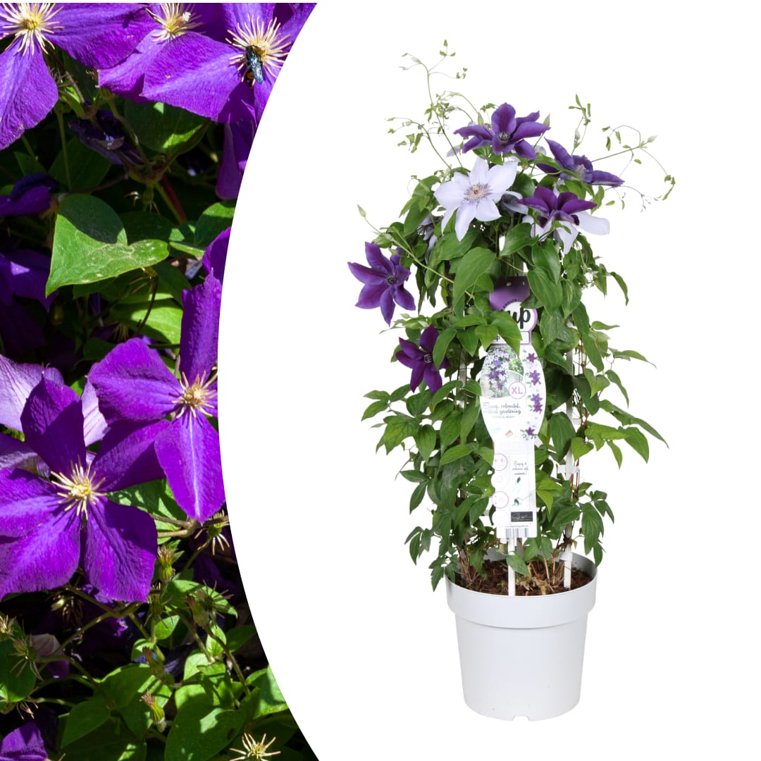 Clematis Masa & Bernadine Ø23cm