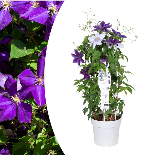 Clematis Masa & Bernadine Ø23cm