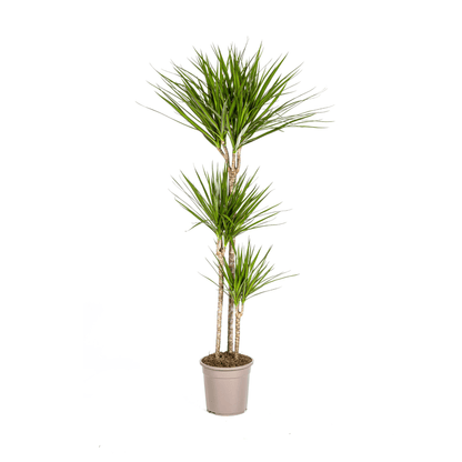 Drachenbaum Dracaena Marginata Green – Zimmerpflanze – Ø24cm – 130-150cm hoch – Schlanke, dunkelgrüne Blätter – Pflegeleicht & modern 