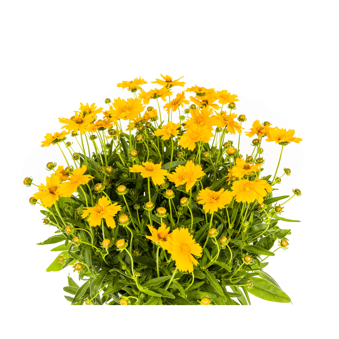 Coreopsis grandiflora – Mädchenauge – Ø 19 cm – Höhe 50–60 cm – Leuchtend gelbe Blüten – Für Beet, Steingarten & Rabatte – Pflegeleicht & sonnenliebend 