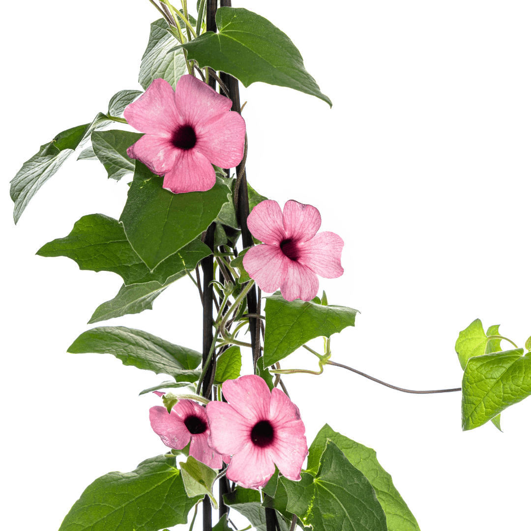 Schwarzäugige Susanne - Thunbergia alata Sunny Susy Rose Sensation - Ø13 cm - ↕60 cm - 4 Pflanzen 