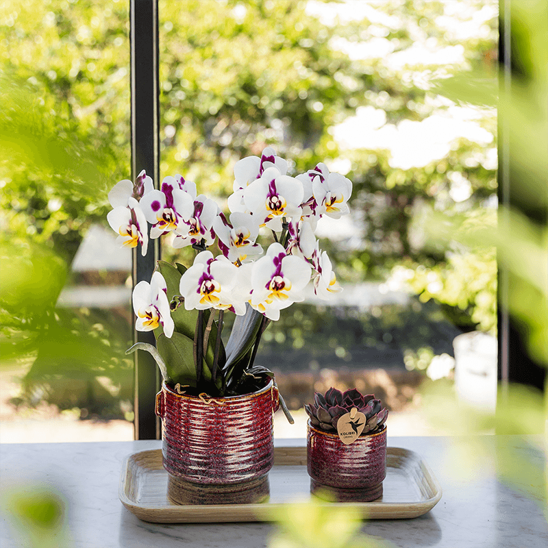Kolibri Home | Aura sierpot - Ø6cm 