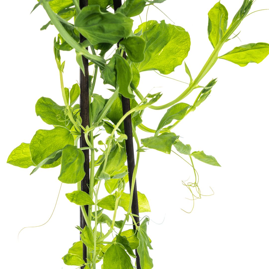Duftende Platterbse - Lathyrus odoratus - Ø13 cm - ↕60 cm - 4 Pflanzen 
