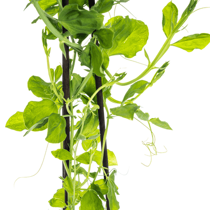 Duftende Platterbse - Lathyrus odoratus - Ø13 cm - ↕60 cm - 4 Pflanzen 