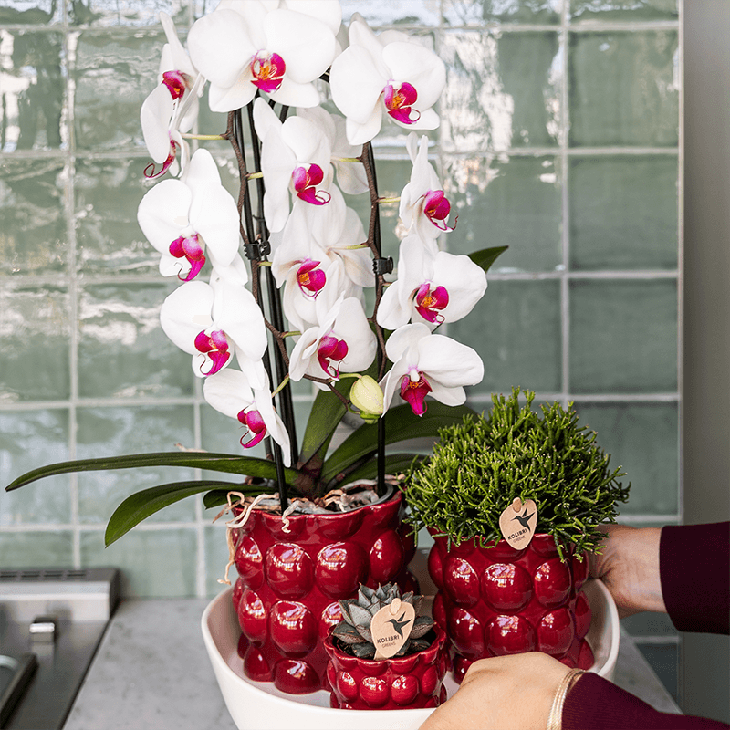 Kolibri Home | Cotton Shine Übertopf - Red - Ø6cm 