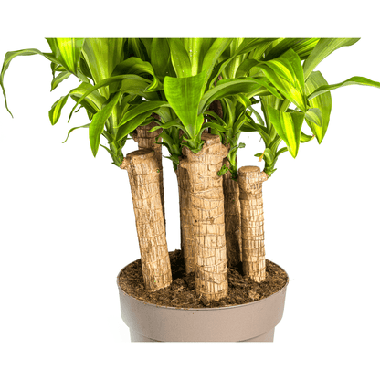 Drachenbaum Dracaena Fragrans Massangeana Karussell – Zimmerpflanze – Ø30cm – ↑130–150 cm – Grüne Blattpflanze für Wohnzimmer & Büro 