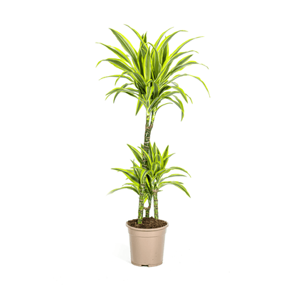 Drachenbaum Dracaena Deremensis Lemon Lime – Zimmerpflanze – Ø21cm – 90-110cm hoch – Schlanke grüne Blätter mit hellgrünem Rand – Pflegeleicht & dekorativ 