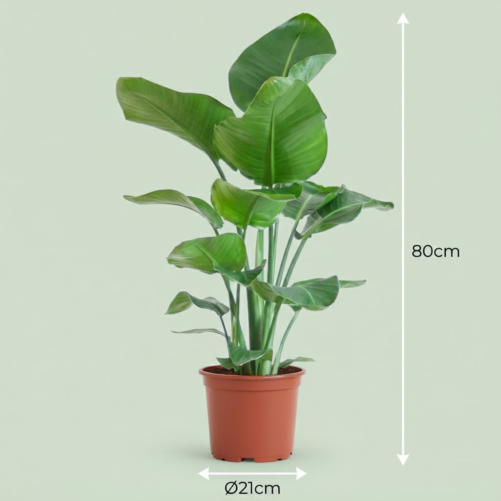 Green boutiQ - Plante d'intérieur - Oiseau de paradis - Strelitzia Nicolai - Vert - Entretien facile - 1 Plante - Pot 19cm - Hauteur 80 - 90cm 