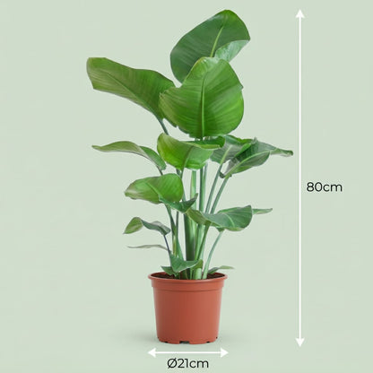 Green boutiQ - Plante d'intérieur - Oiseau de paradis - Strelitzia Nicolai - Vert - Entretien facile - 1 Plante - Pot 19cm - Hauteur 80 - 90cm 