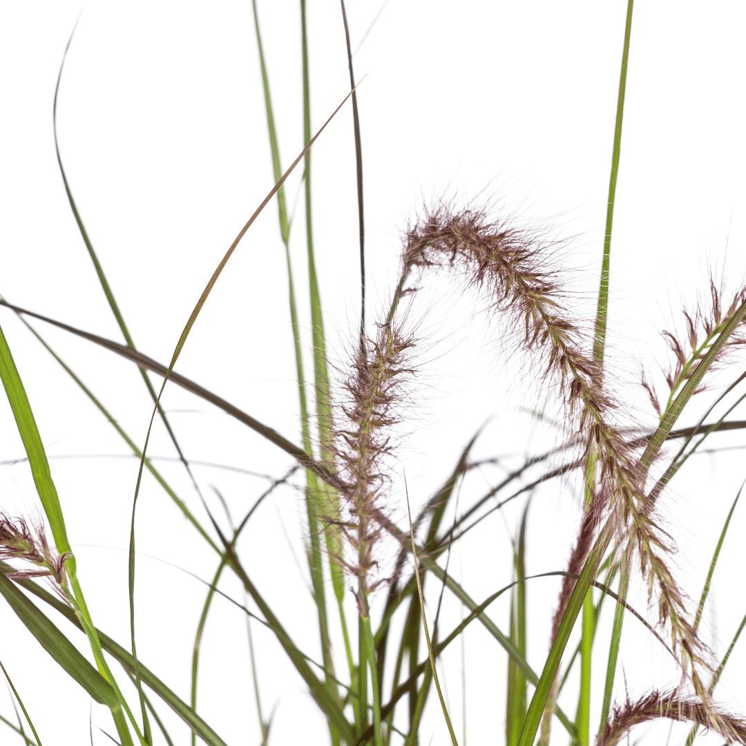 Pennisetum x advena Rubrum – Ø13 cm – 4 Pflanzen - Höhe 50–60 cm – Rotes Ziergras – Winterhart – Sonniger Standort – Dekorativer Horst für Garten & Terrasse 