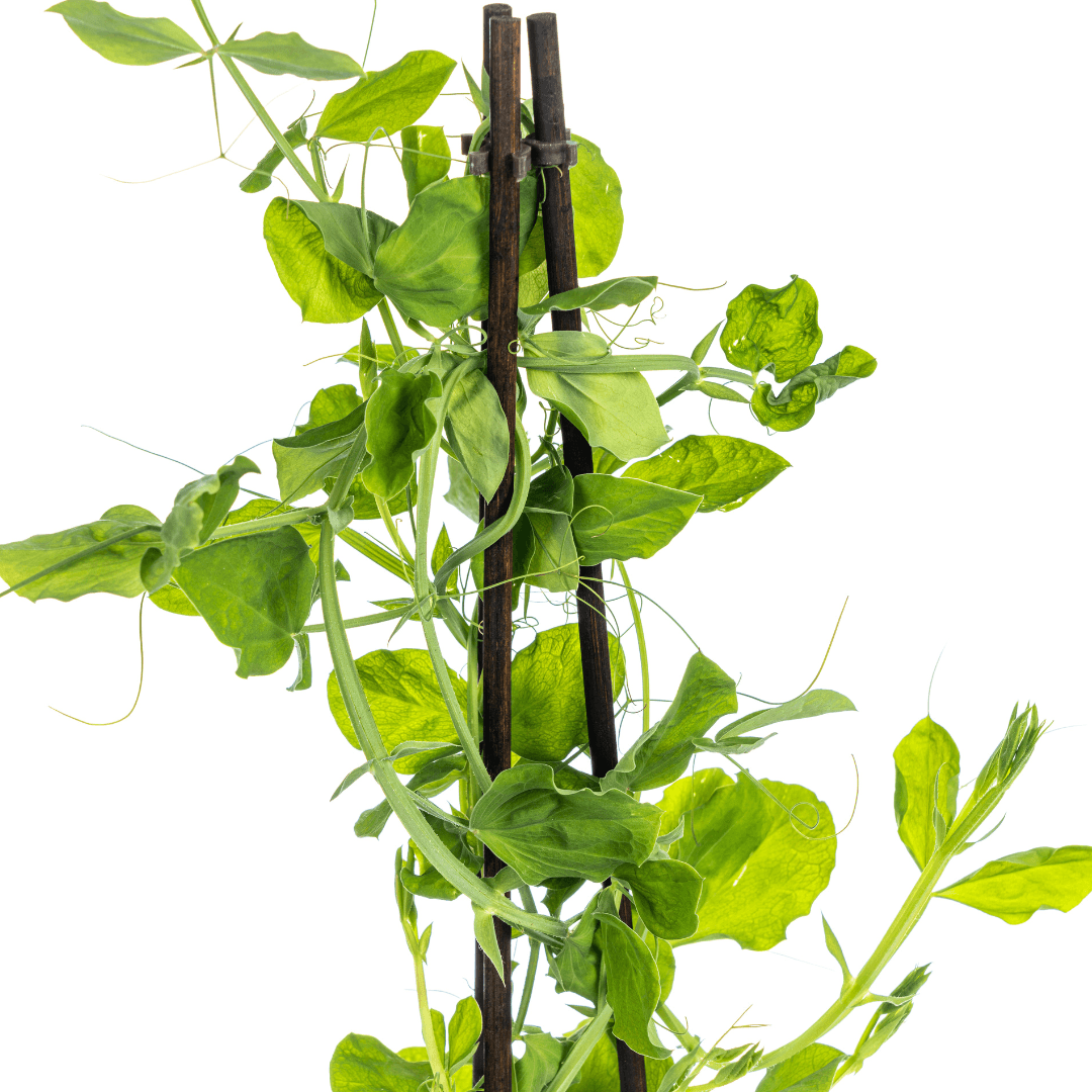 Duftende Platterbse - Lathyrus odoratus - Ø13 cm - ↕60 cm - 4 Pflanzen 