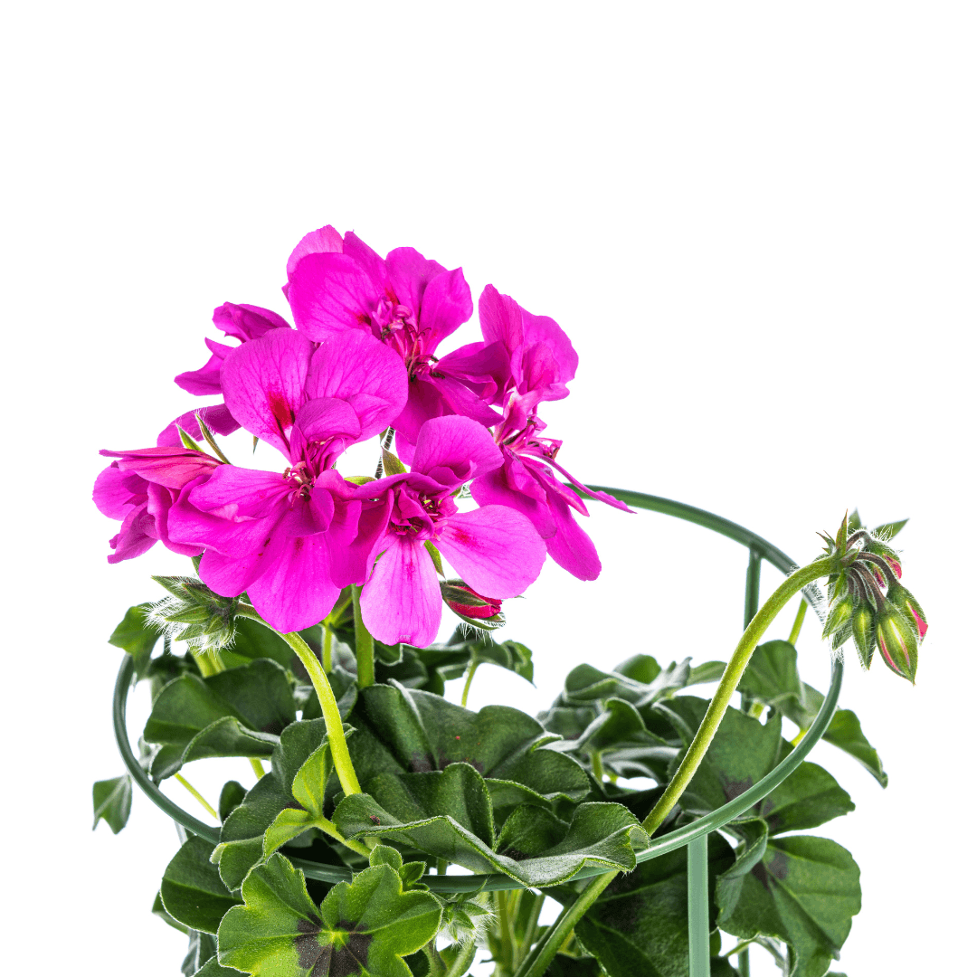 Hängepelargonie - Pelargonium peltatum Violet - Ø12 cm - ↕20 cm - 8 Pflanzen 