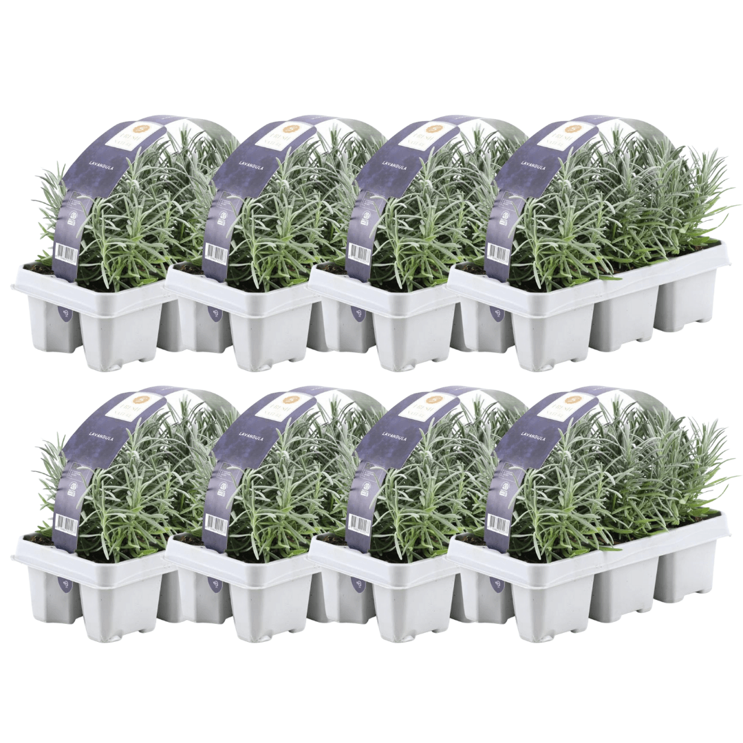 Echter Lavendel – Lavandula angustifolia – Ø7cm x H15cm – 48 Pflanzen – Duftend & pflegeleicht – Für Balkon, Terrasse & Beet – Mediterrane Schönheit 