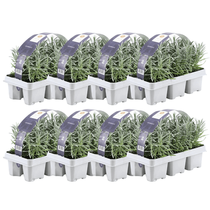 Echter Lavendel – Lavandula angustifolia – Ø7cm x H15cm – 48 Pflanzen – Duftend & pflegeleicht – Für Balkon, Terrasse & Beet – Mediterrane Schönheit 