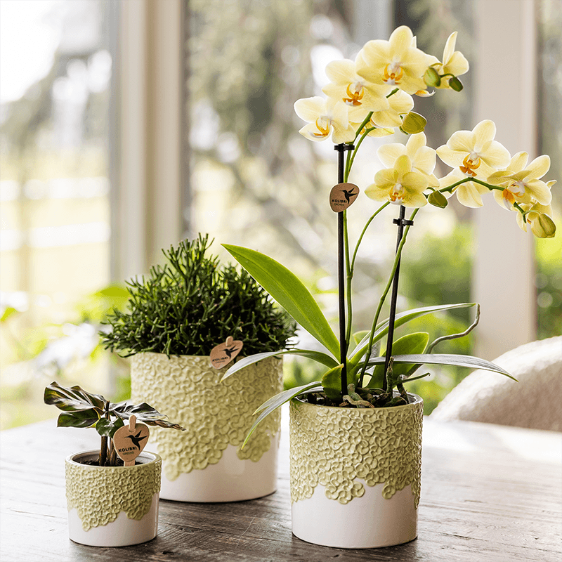 Kolibri Company | Kombi‑Deal | Bloom Grün Übertopf‑Set – 6 cm + 9 cm + 12 cm 