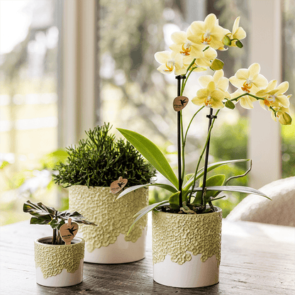 Kolibri Home | Bloom sierpot - Green - Ø12cm 