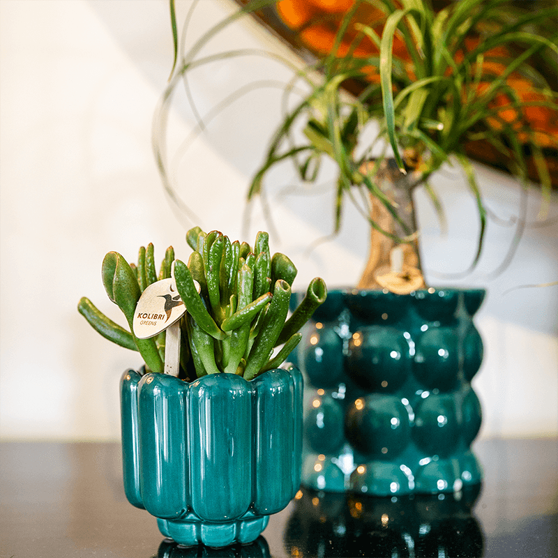 Kolibri Home | Cotton Shine Übertopf - Green - Ø9cm 
