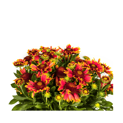 Gaillardia aristata – Kokardenblume im Topf Ø19cm – ↕40–50cm – Winterharte Gartenstaude – Bienenfreundlich & pflegeleicht – Für Beet & Naturgarten 
