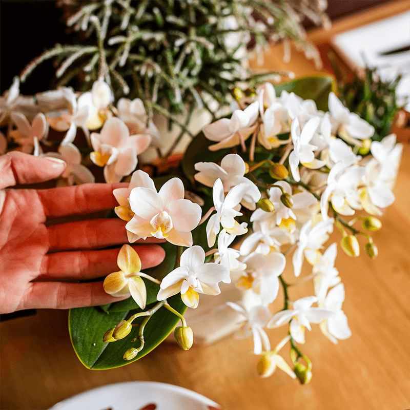 Kolibri Orchids | Scandic Copper pot Ø9cm met witte Nazaré orchidee – vers van de kweker 
