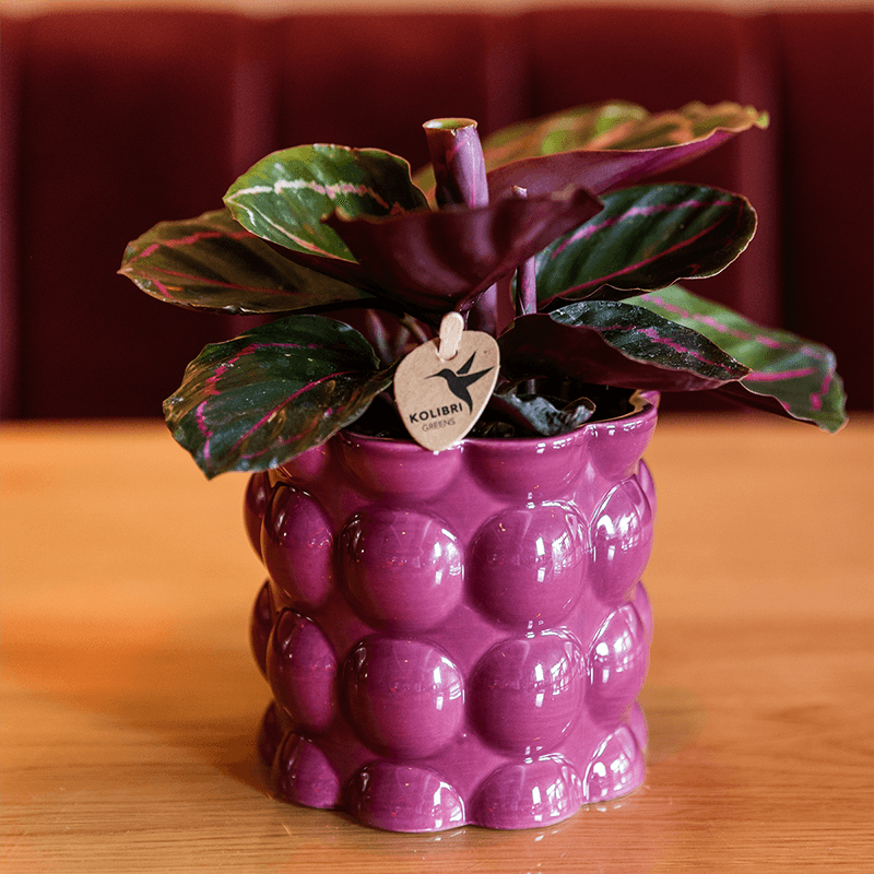 Kolibri Home | Cotton Shine Übertopf - Purple - Ø9cm 